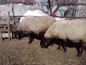 vand 2 berbeci miori bulgaresti(plevenski cernoglava ovca)