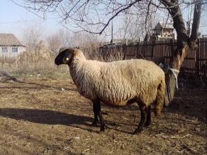 vand 2 berbeci miori bulgaresti(plevenski cernoglava ovca)