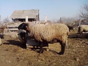 vand 2 berbeci miori bulgaresti(plevenski cernoglava ovca)