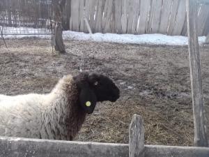 vand 2 berbeci miori bulgaresti(plevenski cernoglava ovca)