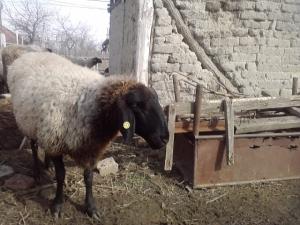 vand 2 berbeci miori bulgaresti(plevenski cernoglava ovca)