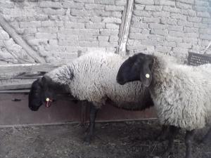 vand 2 berbeci miori bulgaresti(plevenski cernoglava ovca)