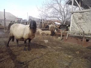vand 2 berbeci miori bulgaresti(plevenski cernoglava ovca)