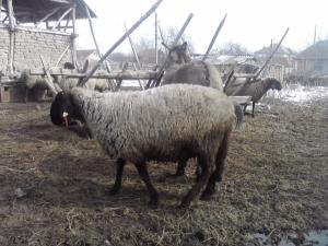 vand 2 berbeci miori bulgaresti(plevenski cernoglava ovca)