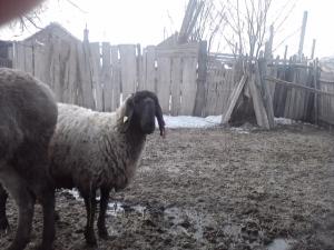 vand 2 berbeci miori bulgaresti(plevenski cernoglava ovca)