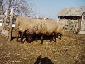vand 2 berbeci miori bulgaresti(plevenski cernoglava ovca)
