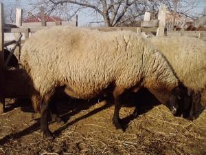 vand 2 berbeci miori bulgaresti(plevenski cernoglava ovca)