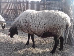 vand 2 berbeci miori bulgaresti(plevenski cernoglava ovca)