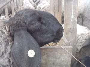 vand 2 berbeci miori bulgaresti(plevenski cernoglava ovca)