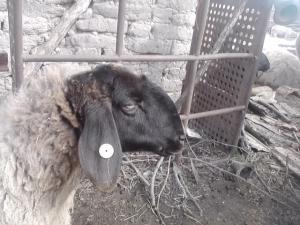 vand 2 berbeci miori bulgaresti(plevenski cernoglava ovca)