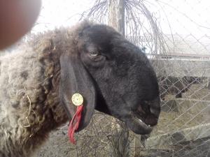 vand 2 berbeci miori bulgaresti(plevenski cernoglava ovca)