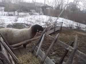 vand 2 berbeci miori bulgaresti(plevenski cernoglava ovca)