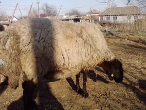 vand 2 berbeci miori bulgaresti(plevenski cernoglava ovca)