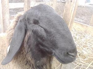 vand 2 berbeci miori bulgaresti(plevenski cernoglava ovca)