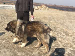 ciobanesc caucazian pt monta