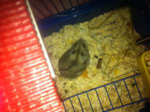 vand hamster pitic de exceptie