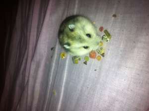 vand hamster pitic de exceptie