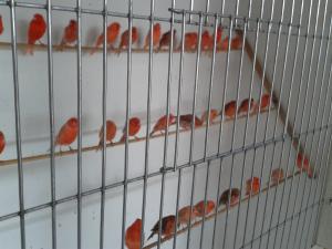 Canari 2012 de vanzare