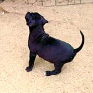 vand femela amstaff
