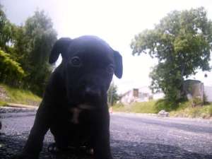 vand femela amstaff