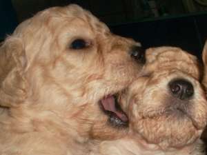 Vand Bichin Havanese