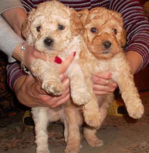 Vand Bichin Havanese