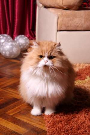 Motan persan