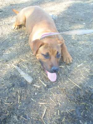 Vand femela Amstaff