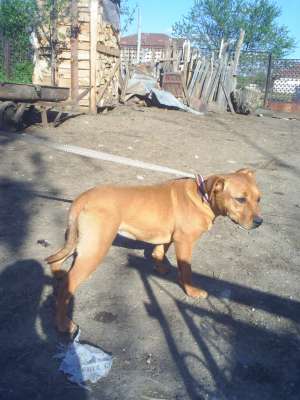 Vand femela Amstaff