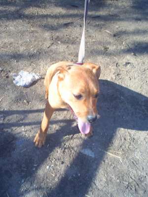Vand femela Amstaff