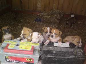 Vand pui amstaff