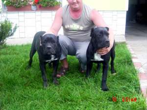 Vand caine Cane Corso