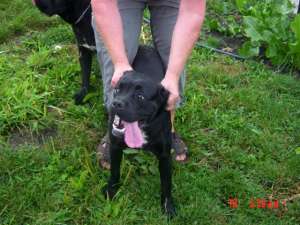 Vand caine Cane Corso
