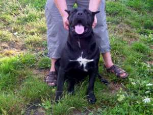 Vand caine Cane Corso