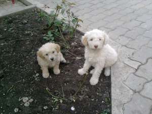 Bichon bolognes