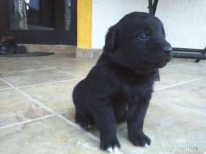 Golden Retriever Metis