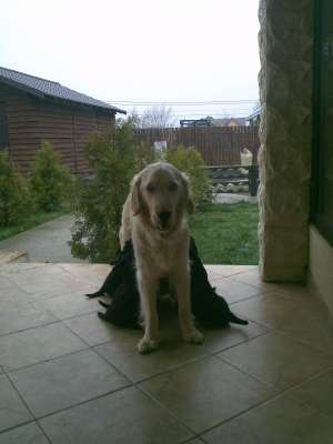 Golden Retriever Metis