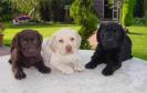 vand labrador