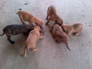 Presa Canario ,  catei ,  mascul ,  femela
