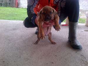 Presa Canario ,  catei ,  mascul ,  femela