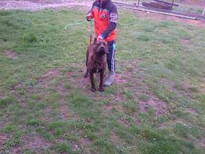 Presa Canario ,  catei ,  mascul ,  femela