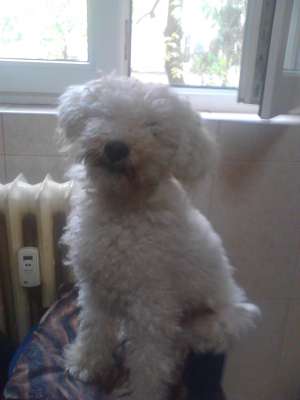 Caniche mascul caut caniche femela pt. imperechere in Arad