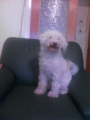 Caniche mascul caut caniche femela pt. imperechere in Arad