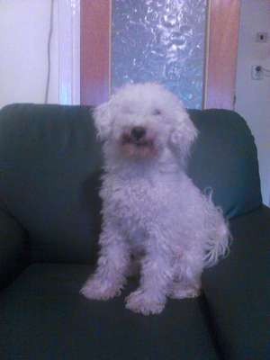 Caniche mascul caut caniche femela pt. imperechere in Arad