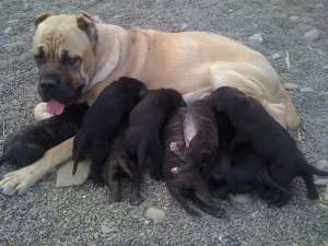 vand pui cane corso