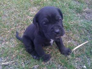 vand pui cane corso