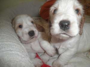 English cocker spaniel,  orange roan ,  cu pedigree tip A,  nascuti pe data de 25.martie 2012