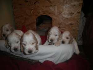 English cocker spaniel,  orange roan ,  cu pedigree tip A,  nascuti pe data de 25.martie 2012
