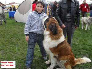 Vand catei saint bernard