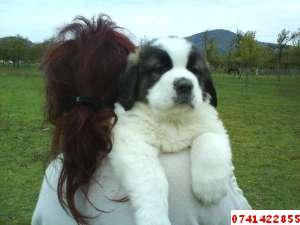 Vand catei saint bernard